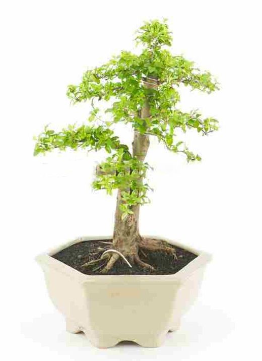 Bonsai ligustro