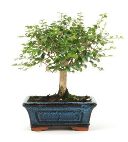 Bonsai ligustro