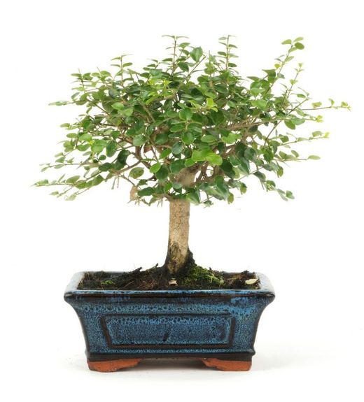 Bonsai ligustro