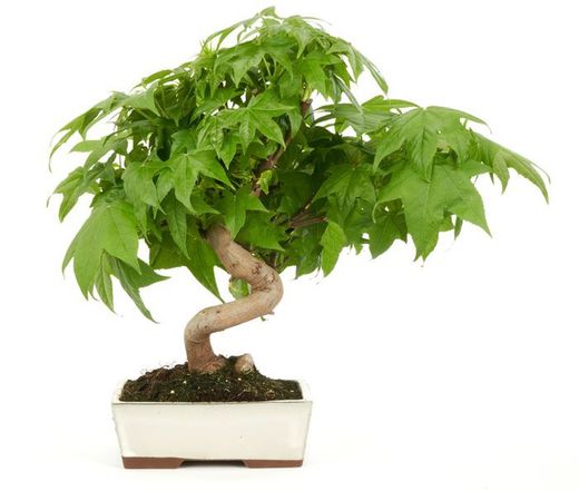 Bonsái Liquidambar