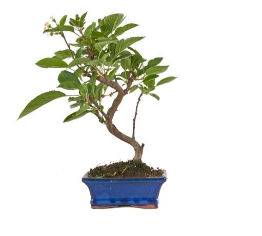 BonsáI Malus sp. PZ-ERWIAM Bonsái 12 años Malus sp. PZ-ERWIAM 21cm