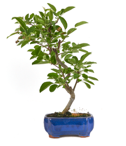 Bonsai Malus sp. PZ-ERWIAM