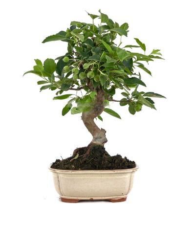 Bonsai Malus sp. PZ-ERWIAM