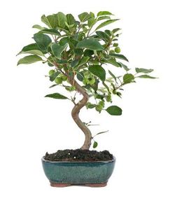 Bonsai Malus sp. PZ-ERWIAM