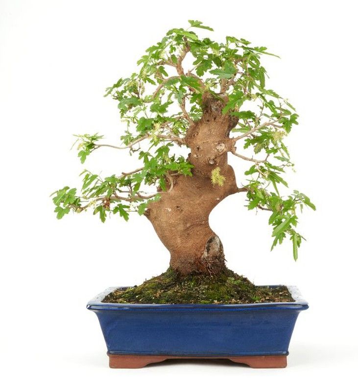 Bonsái Morus. Morera