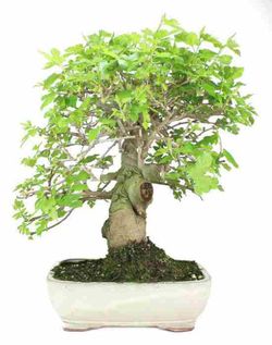 Bonsai Morus. Amora