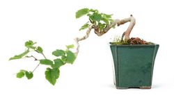 Bonsai Morus. Amora