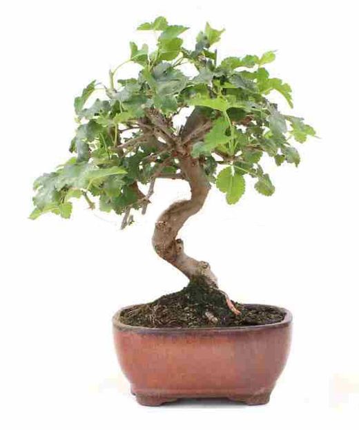 Bonsai Morus. Amora