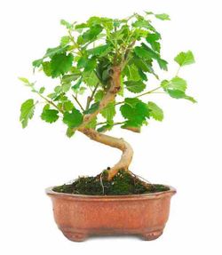Bonsai Morus. Amora