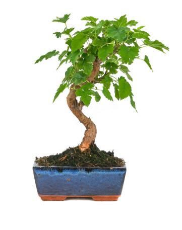 Bonsai Morus. Amora
