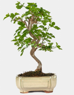 Bonsai Morus. Amora