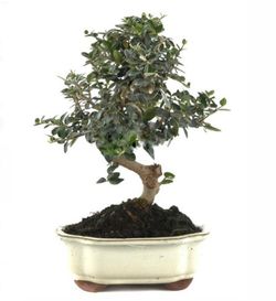 Bonsái Olivo. Olea europaea