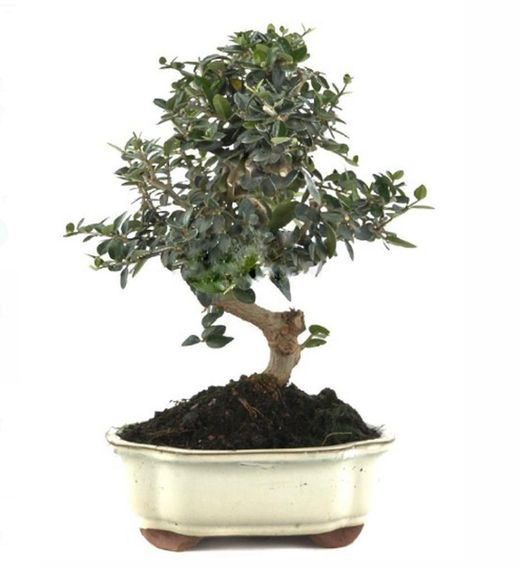 Bonsái Olivo. Olea europaea