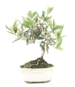Bonsái Olivo. Olea europaea