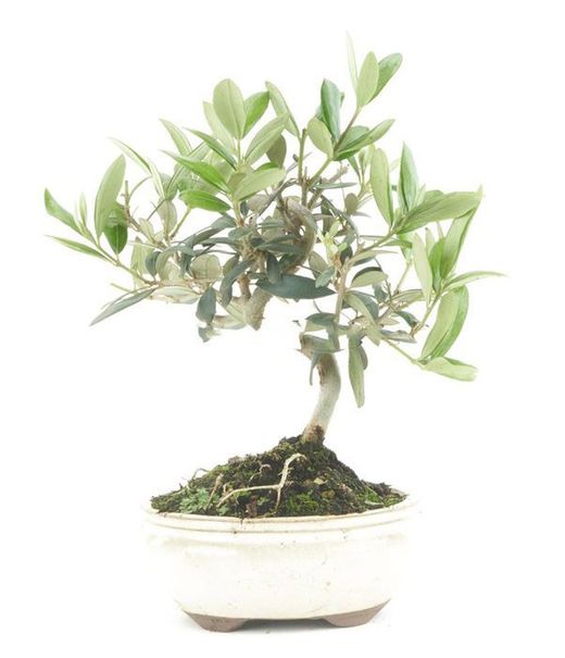 Bonsái Olivo. Olea europaea