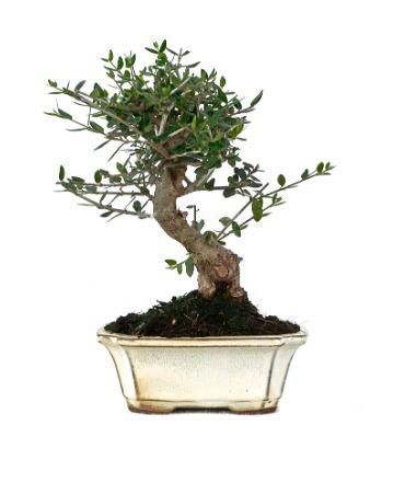 Bonsái Olivo. Olea europaea