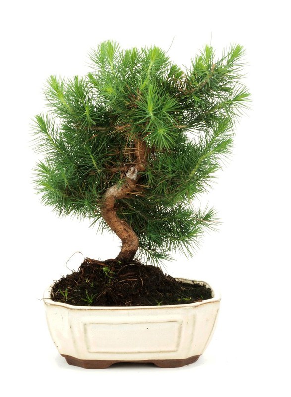 PINUS BONSAI DELUXE h 55 tronco in legno