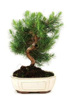 Bonsai Pinus