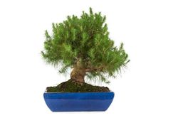 Bonsai Pinus