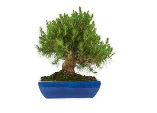 Bonsai Pinus