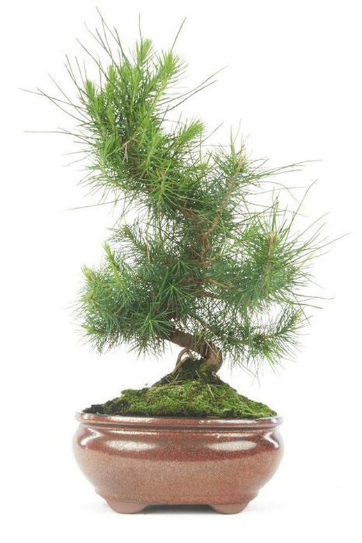 Bonsai Pinus