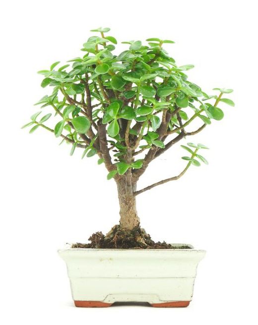Bonsái Portulacaria. Árbol de la abundancia