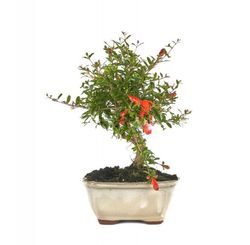 Bonsai Punica granatum. Romã