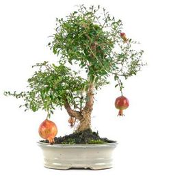 Bonsai Punica granatum. Romã