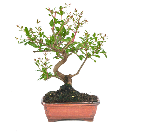Bonsai Punica granatum. Romã