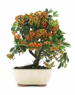 Pyracantha bonsai. Espinho de fogo