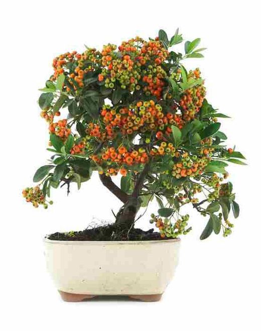 Pyracantha bonsai. Espinho de fogo