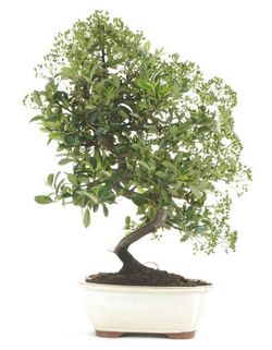 Pyracantha bonsai. Espinho de fogo