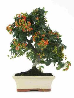 Pyracantha bonsai. Espinho de fogo