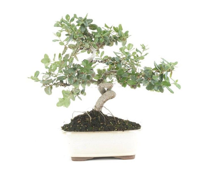 Bonsái Quercus. Alcornoque
