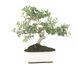 Bonsái Quercus. Alcornoque