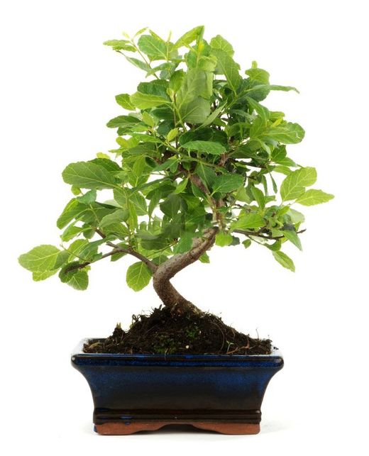 Bonsai Quercus. sobreiro