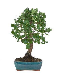 Bonsaï Quercus suber 10 ans