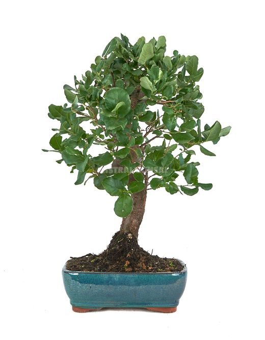 Bonsaï Quercus suber 10 ans
