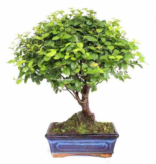Bonsái Sageretia theezans. Ciruelo chino