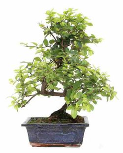 Bonsái Sageretia theezans. Ciruelo chino