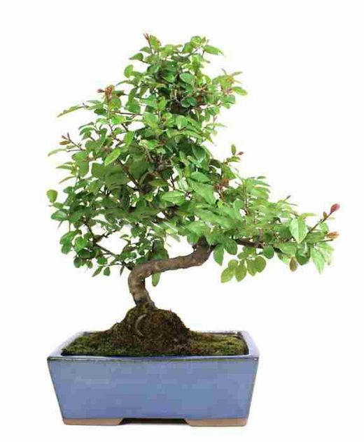 Bonsái Sageretia theezans. Ciruelo chino