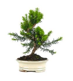 Bonsái 9 años Taxus media 18cm Bola
