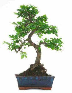 Bonsái Zelkova. Olmo chino