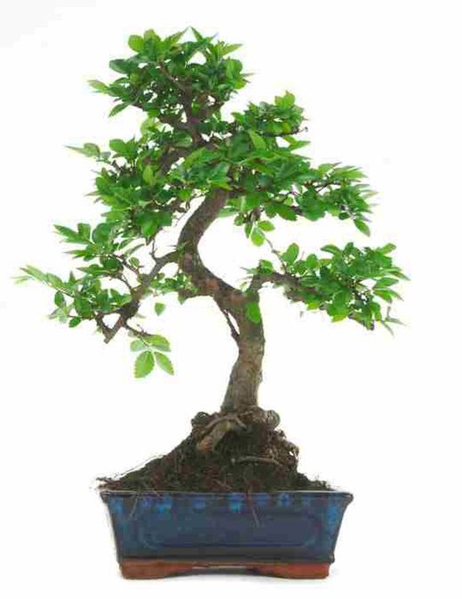 Bonsái Zelkova. Olmo chino