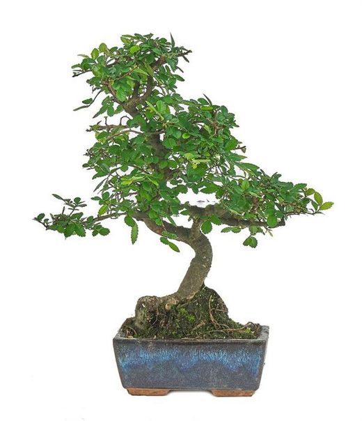 Bonsái Zelkova. Olmo chino