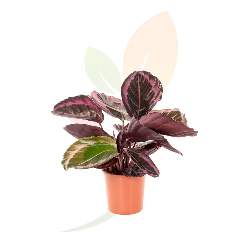 Calathea dotty. Planta de Interior. La calatea es una planta de interior  con unas hojas muy llamativas por su color y forma — jardineriadelvalles