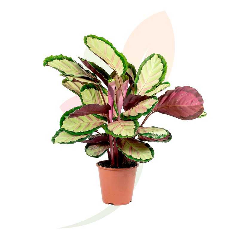 Calathea rosea picta Silvia es una planta de interior delicada, siempre  verde, buscada por la belleza de las hojas moradas oscuras. —  jardineriadelvalles