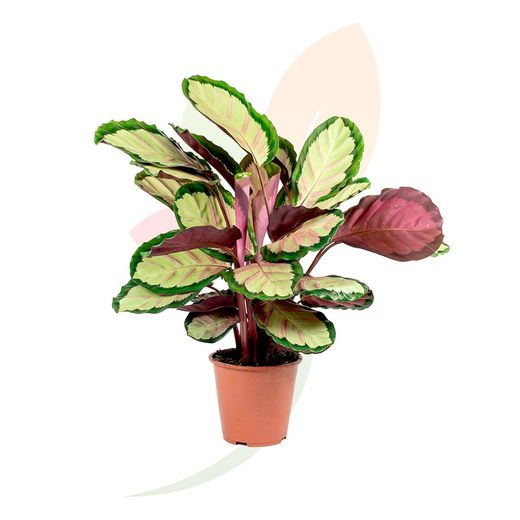 Planta de interior Calathea silvia