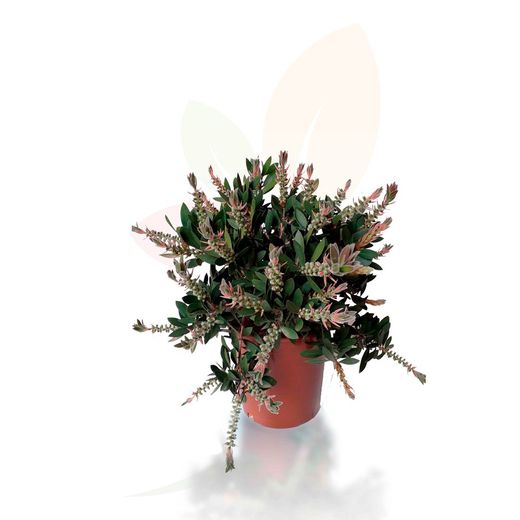 Callistemon laevis