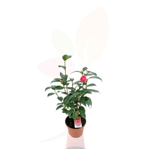 Camelia japonica